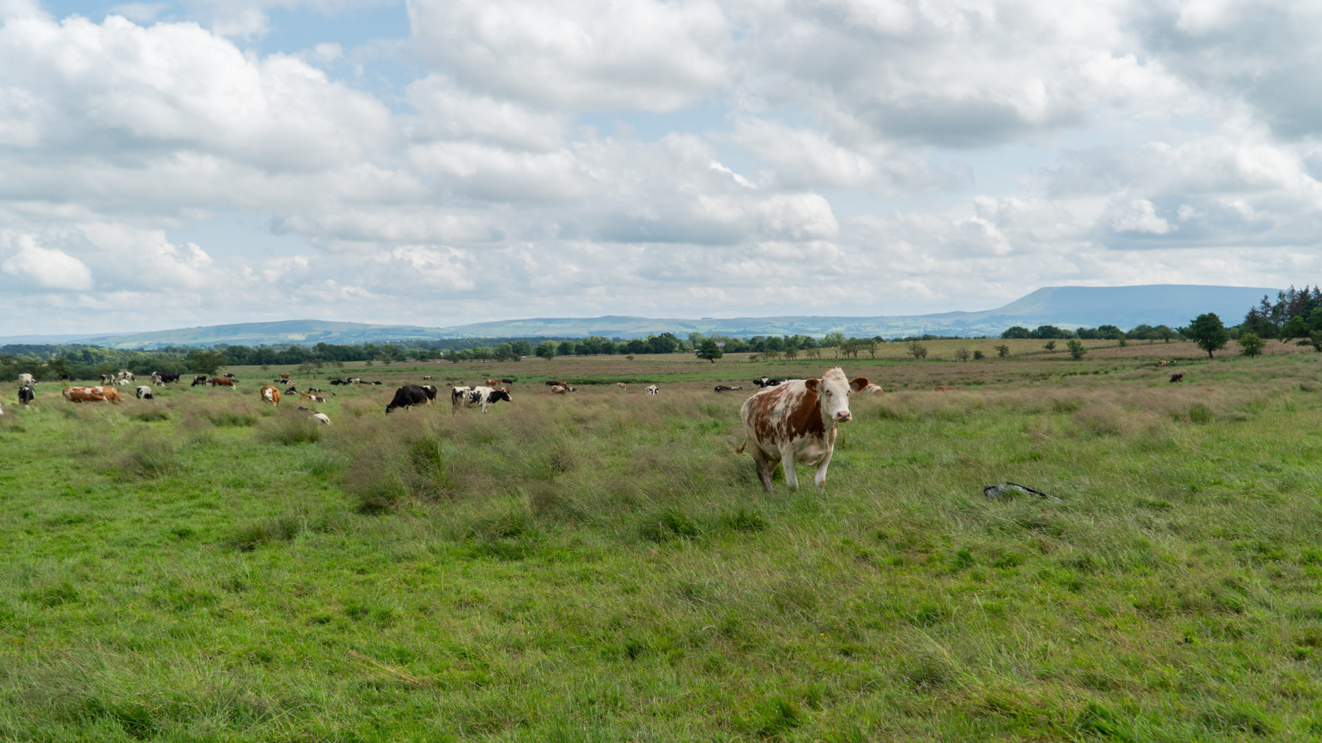 DSC02487 Lancashire Farm
